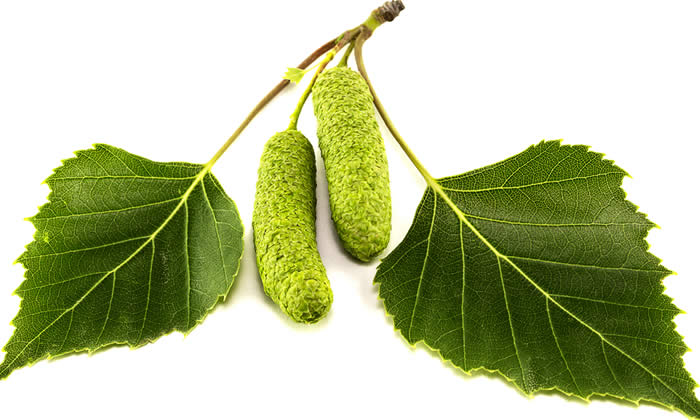 Betulla Anticellulite