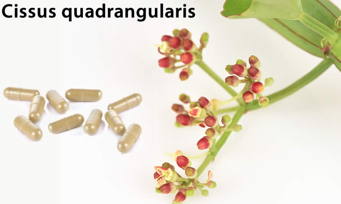 Cissus - Cissus quadrangularis per Dimagrire