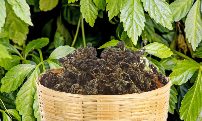 Ginseng del Sud - Gynostemma Pentaphyllum per Dimagrire