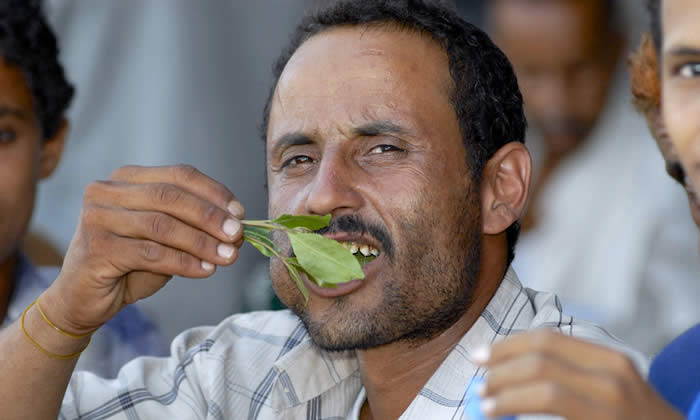Khat - Catha Edulis per Dimagrire