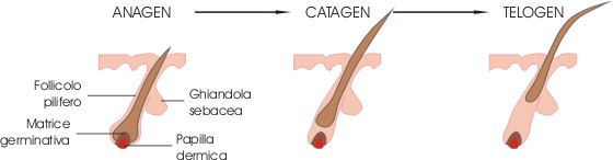 Ciclo Vitale Capello