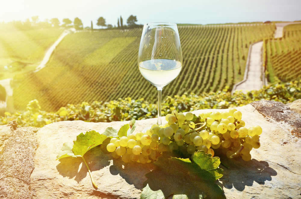 Vino Biologico - Proprietà, Vantaggi, Esempi di Vini Biologici