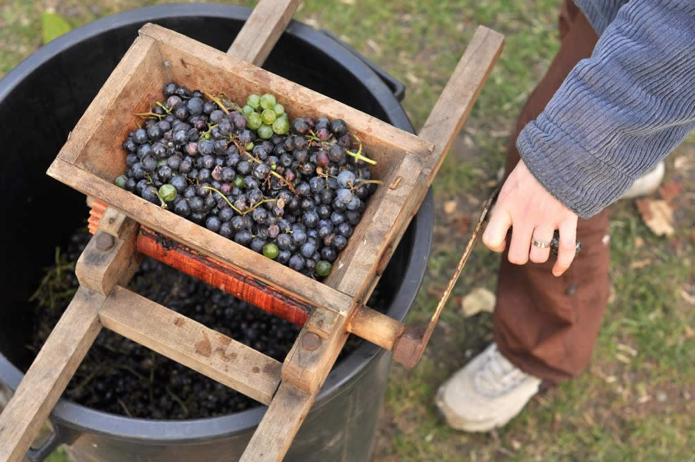 Vino: Come si Produce il Vino