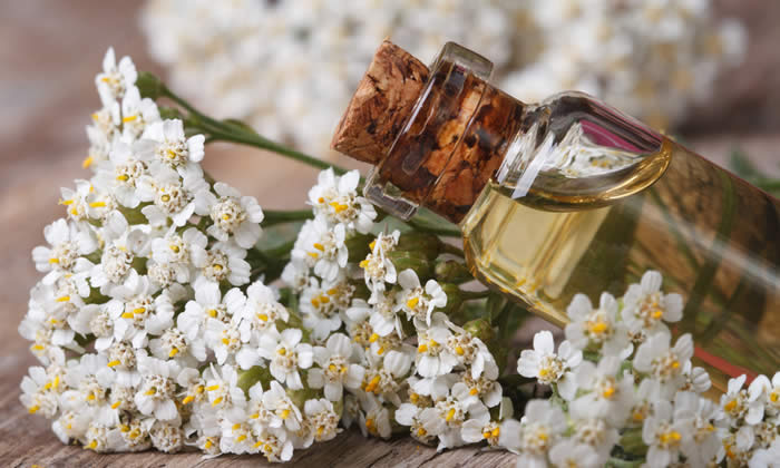 Olio Essenziale di Achillea - Proprietà dell'Essenza