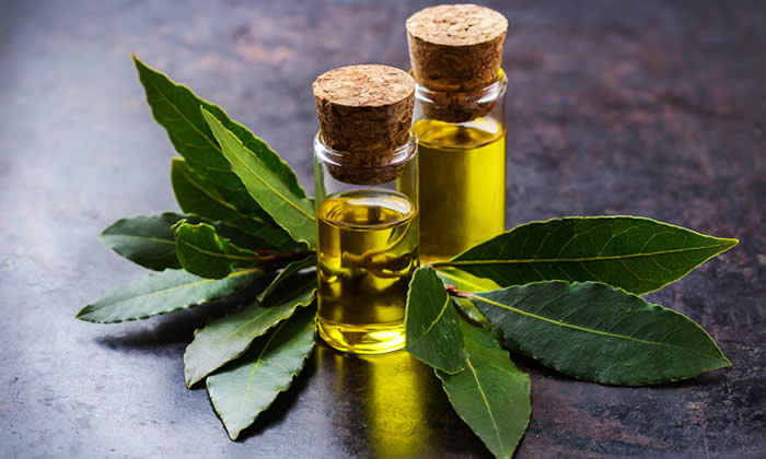 Olio Essenziale di Alloro - Proprietà Curative e Benefici
