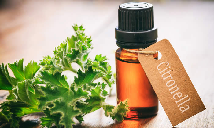 Olio Essenziale di Citronella - Proprietà Curative e Benefici