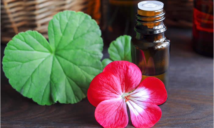Olio Essenziale di Geranio - Proprietà Curative e Benefici