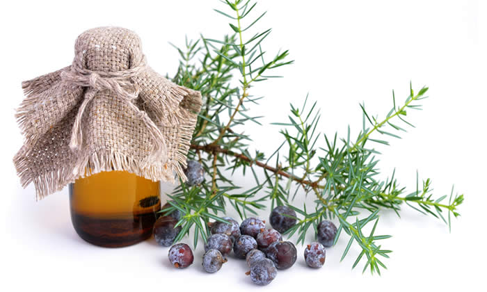 Olio Essenziale di Ginepro - Proprietà Curative e Benefici