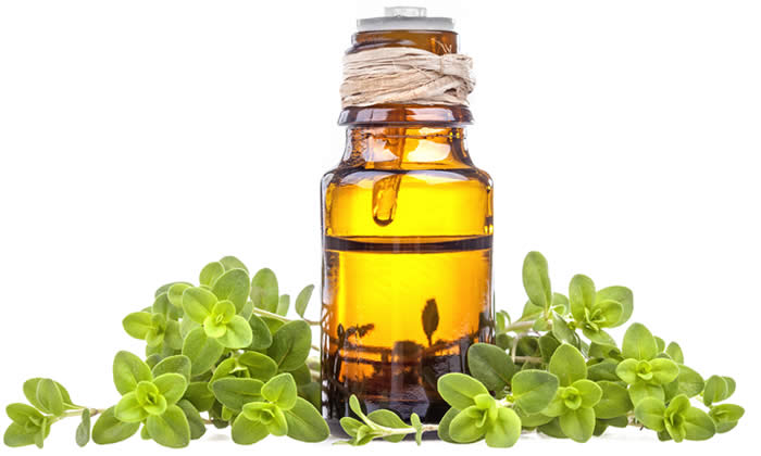 Olio Essenziale di Maggiorana - Proprietà Curative e Benefici