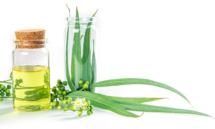 Olio Essenziale di Eucalipto - Proprietà Curative e Benefici