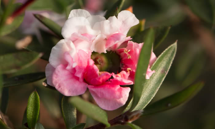 Olio Essenziale di Manuka - Proprietà Curative e Benefici