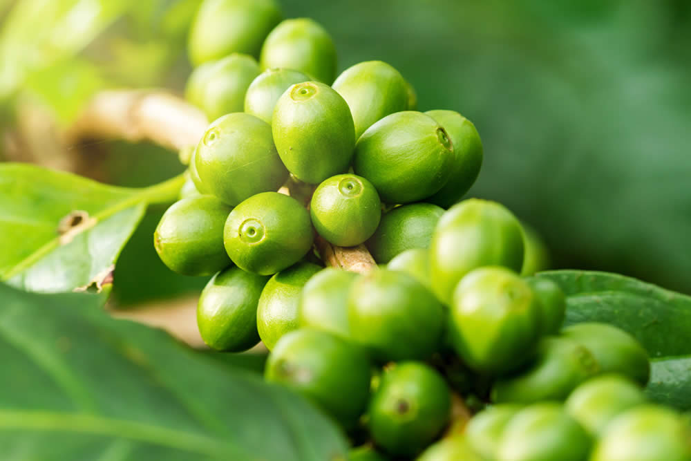Caffè Verde 2019 - Quali Benefici? Fa Dimagrire? Uso, Studi, Consigli