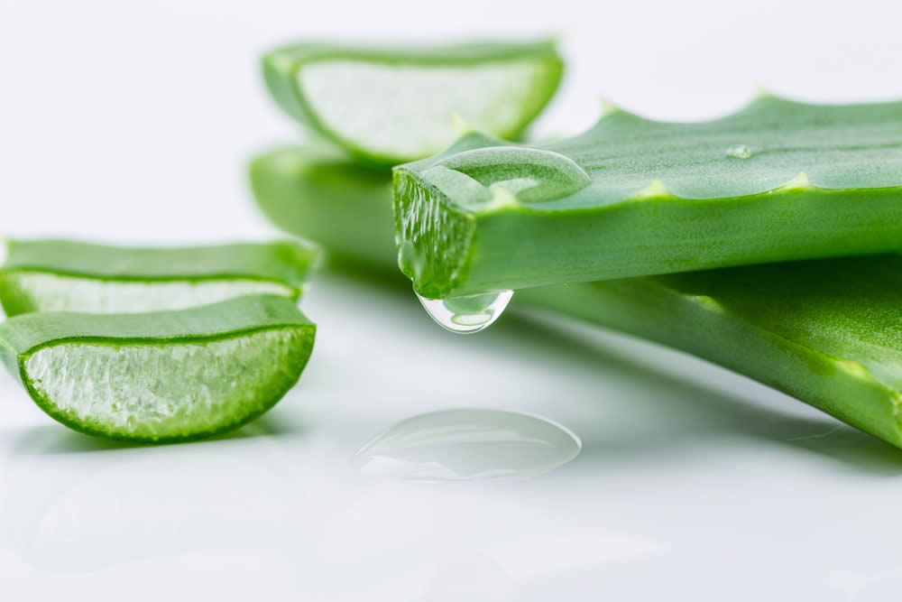 Aloe nella Medicina Popolare