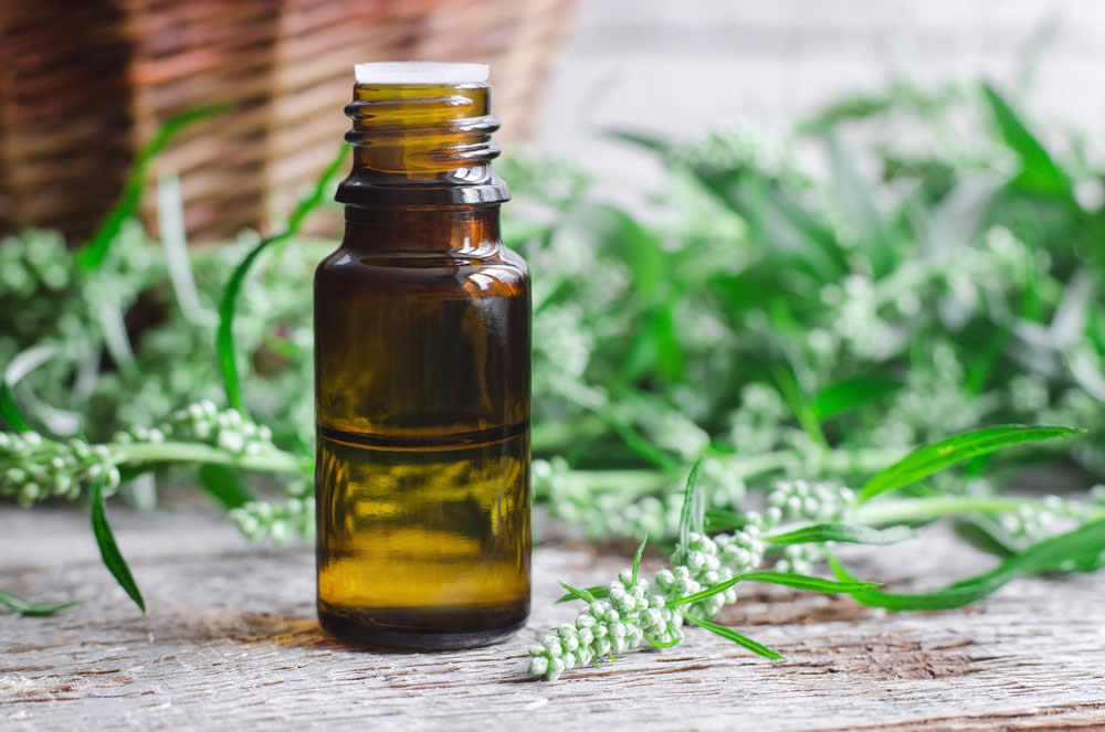 Artemisia nella medicina popolare