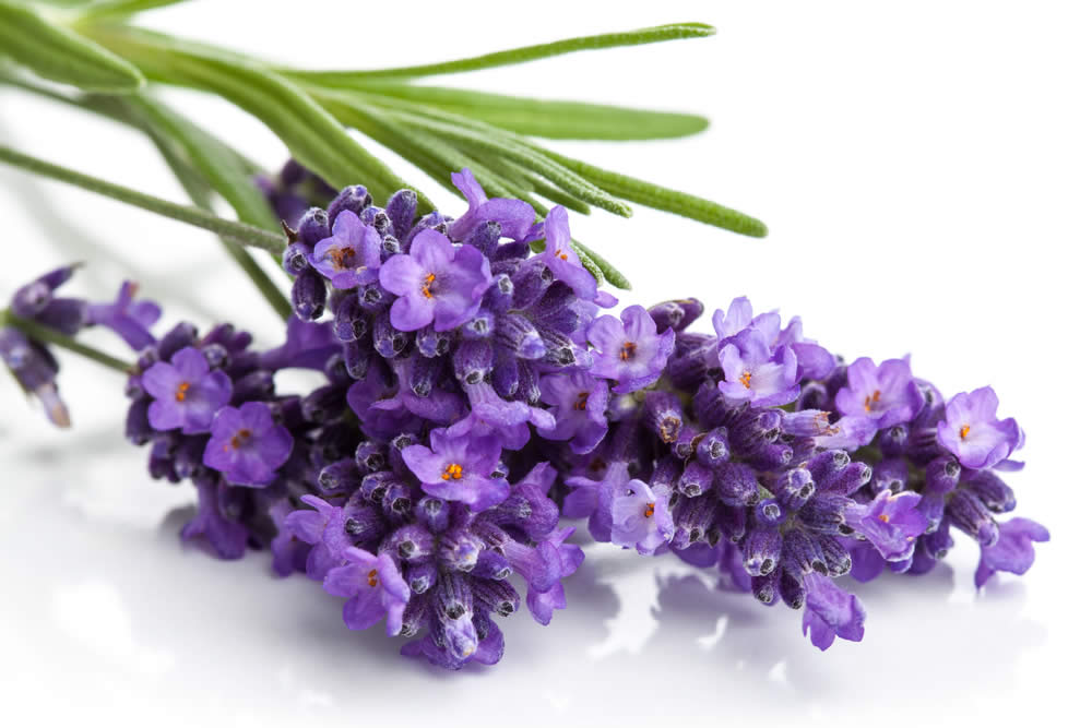 Lavanda contro i Disturbi Circolatori