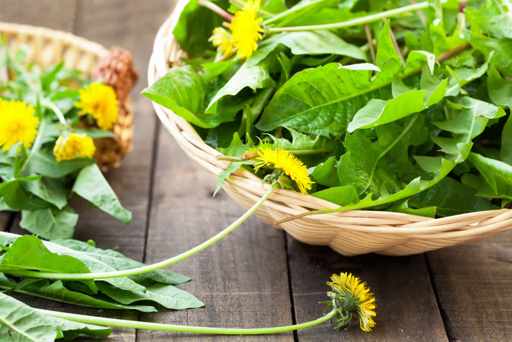 Tarassaco Diuretico Naturale che Stimola la Diuresi