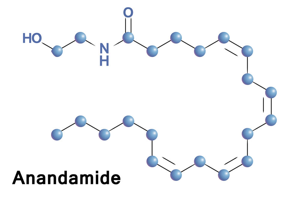 Anandamide - Che cos'è? Uso per Dimagrire, Effetti Collaterali