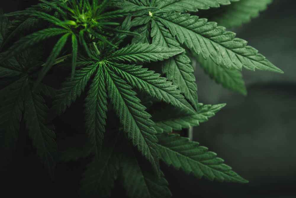 Cannabis e Cannabinoidi ed Effetti della Marijuana