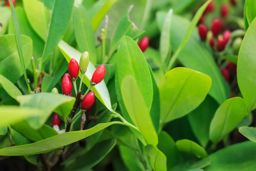 Coca in Erboristeria: Proprietà della Pianta di Coca