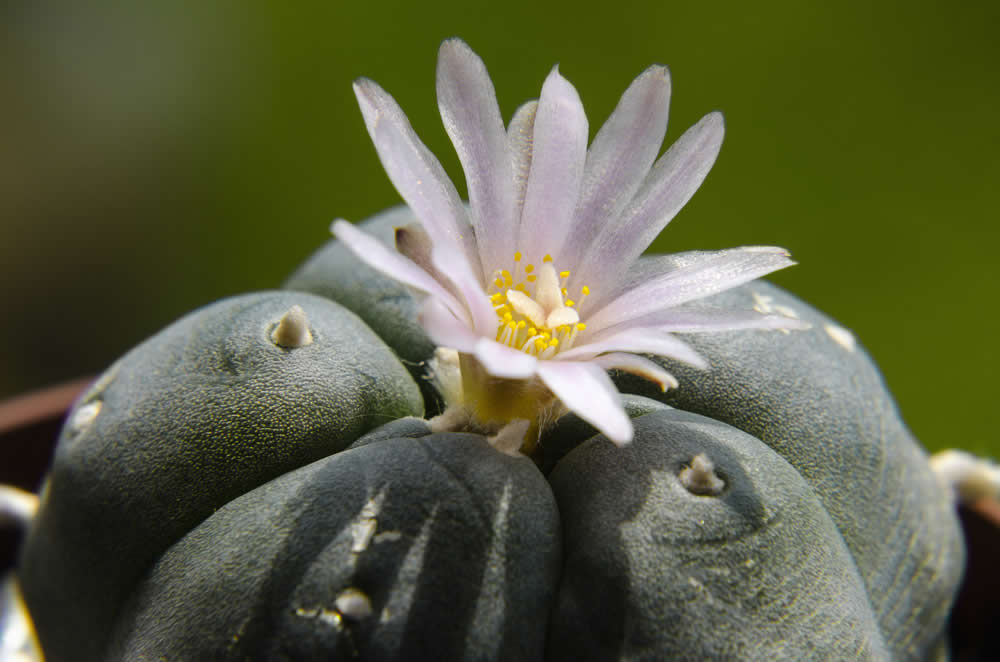 Peyote - Che Cos'è? Effetti, Uso, Effetti Collaterali