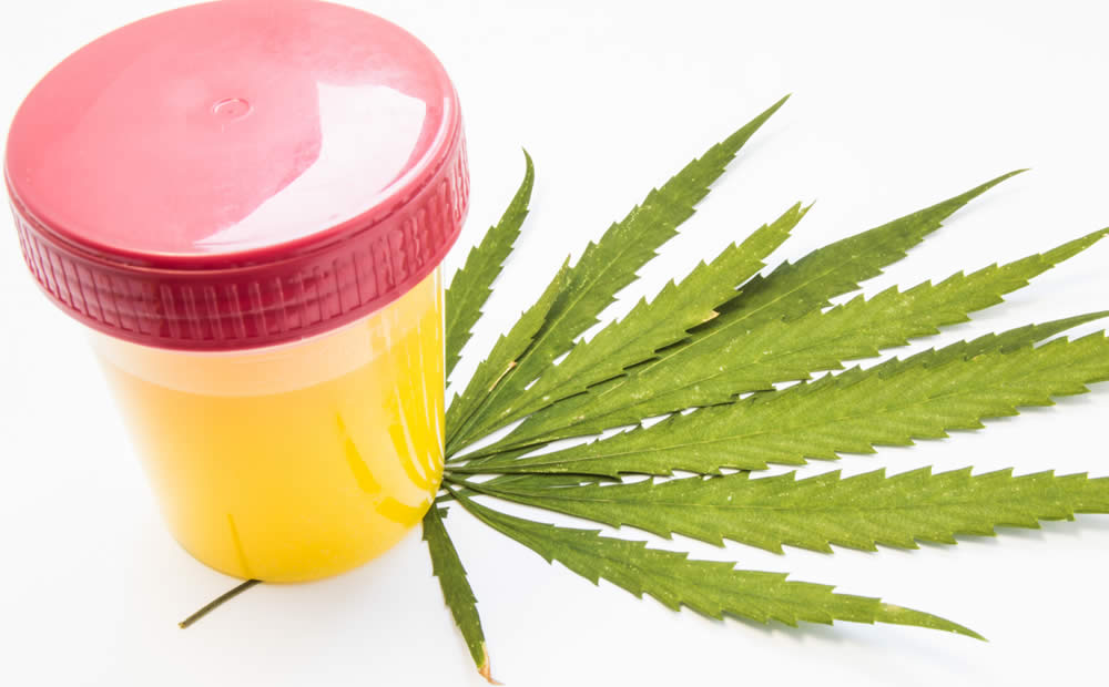 Test Marijuana THC - Cos'è, Come si Usa, Affidabilità, Prezzo