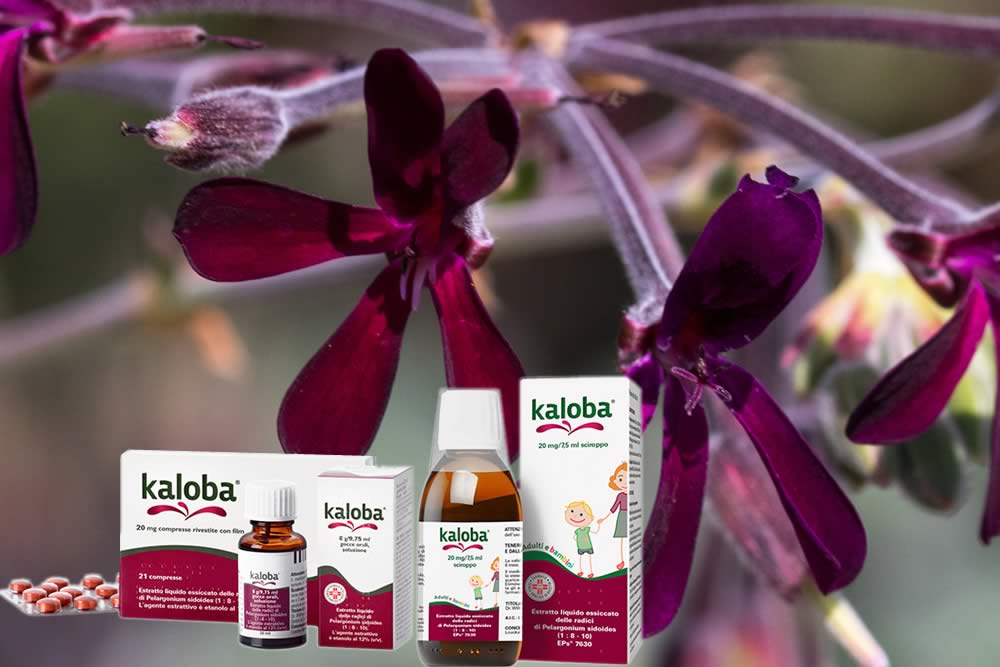 Kaloba Compresse - Fitofarmaco per Raffreddore: Bugiardino Spiegato