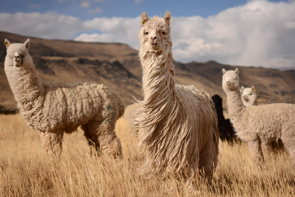 Alpaca 2019 | Cos'è? Caratteristiche e Proprietà Abbigliamento Alpaca