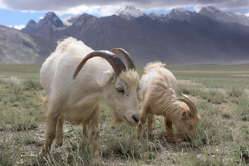 Cashmere - Proprietà e Abbigliamento in Cashmere