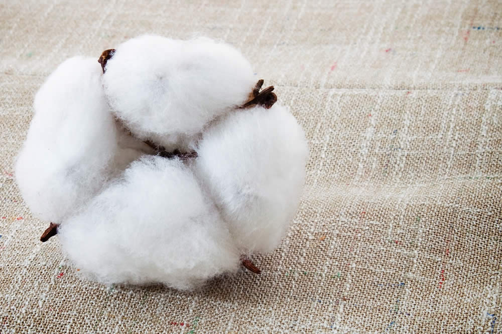Cotone -Produzione e Proprietà del Cotone