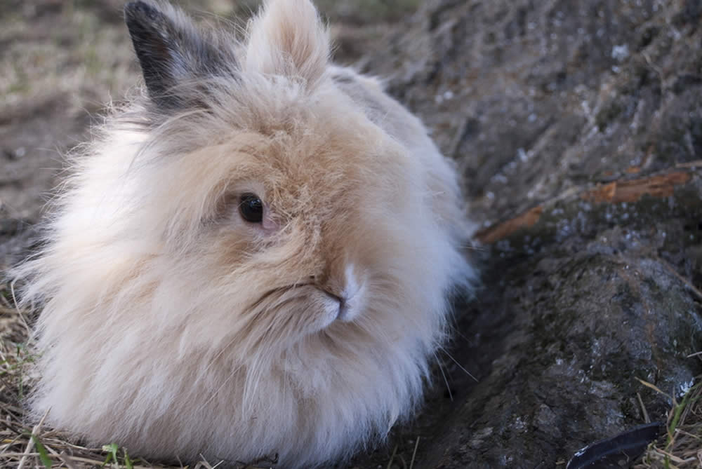 Lana di Angora - Proprietà e Vantaggi Abbigliamento in Lana Angora