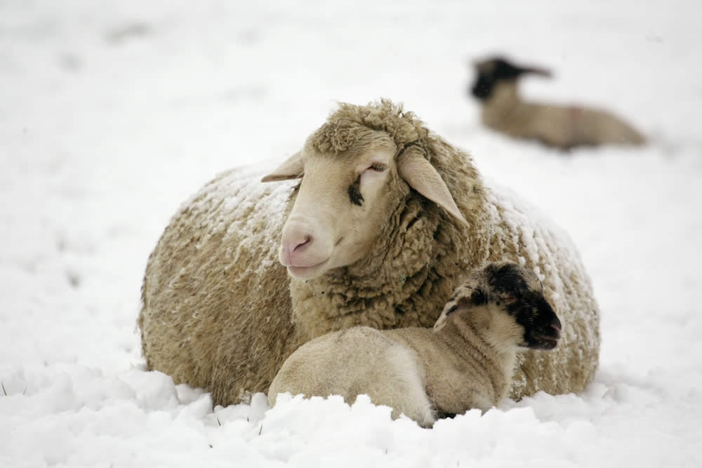 Lana Merino 2019 | Proprietà, Usi, Prezzo e Vantaggi della Lana Merino
