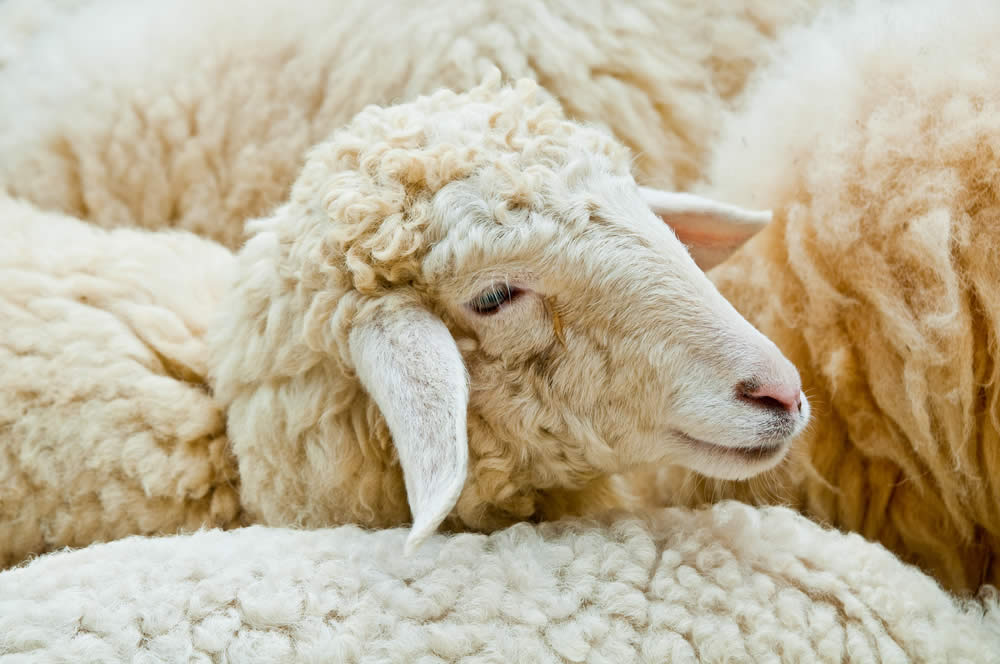 Lana 2019 | Proprietà, Vantaggi e Svantaggi della Lana