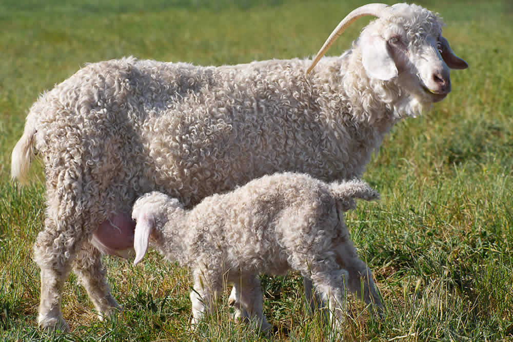 Mohair - Caratteristiche e Proprietà Tessuto Mohair