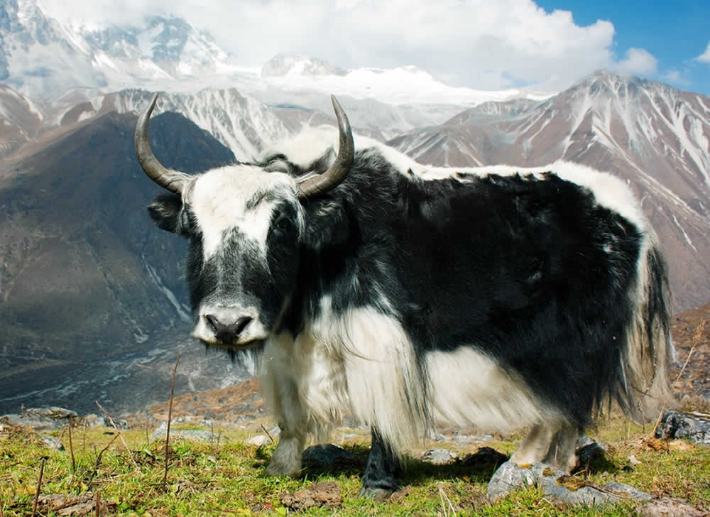 Yak 2019 | Proprietà, Usi e Vantaggi dell'Abbigliamento in Lana Yak